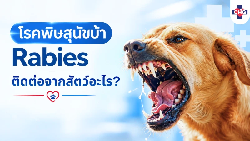 โรคพิษสุนัขบ้า( Rabies ) ติดต่อจากสัตว์อะไร?