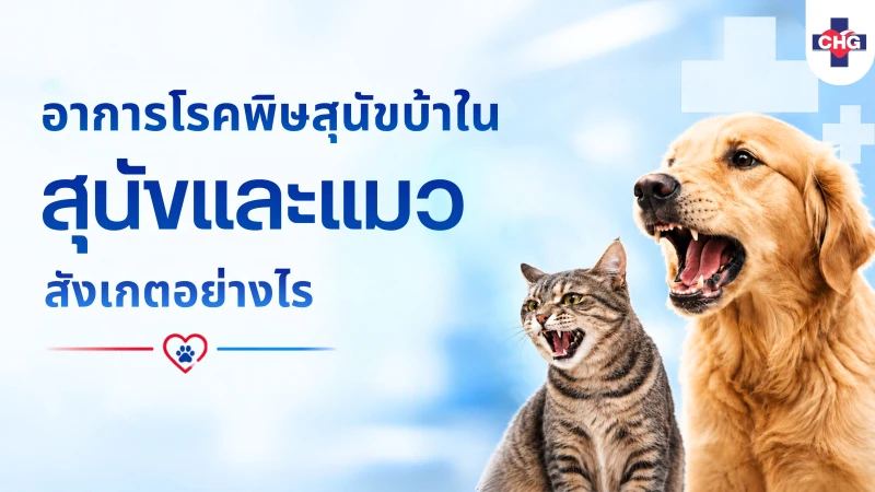 อาการโรคพิษสุนัขบ้าในสุนัขและแมว สังเกตอย่างไร