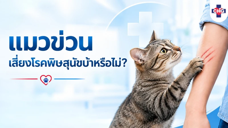 แมวข่วน เสี่ยงโรคพิษสุนัขบ้าหรือไม่?